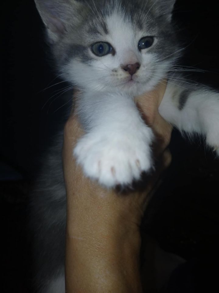 Brady 1