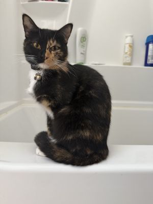 Chimera
