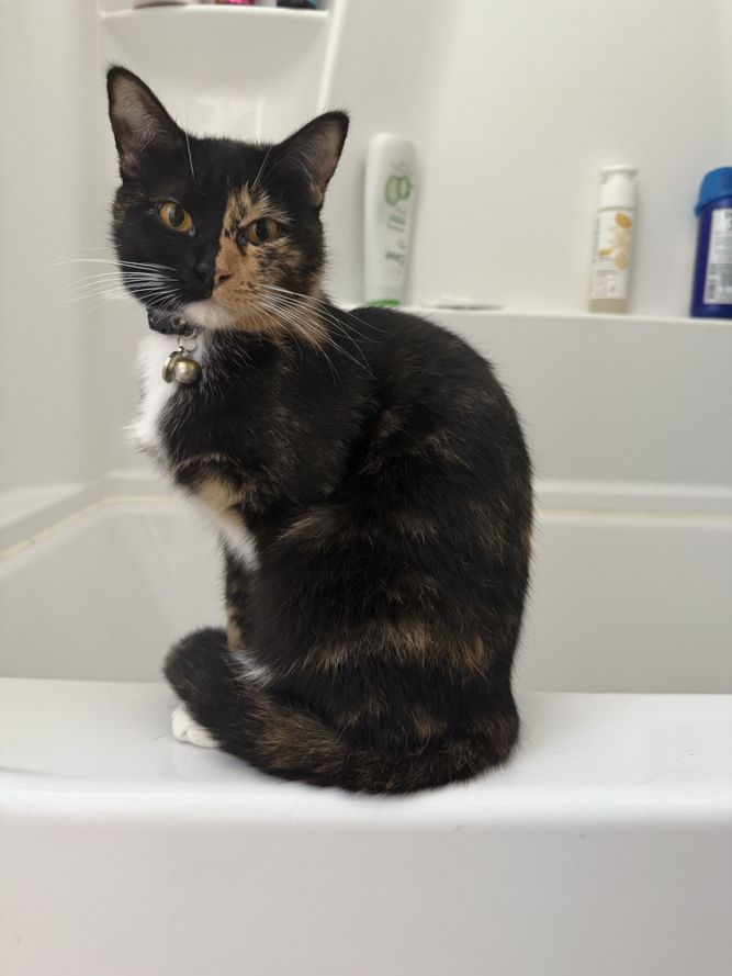 Chimera