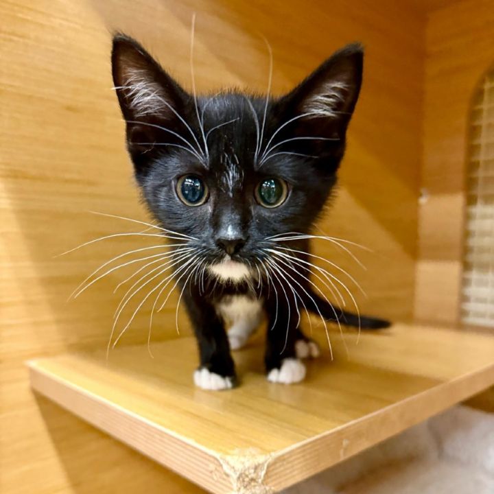 Wind @ Petco Main Street 1