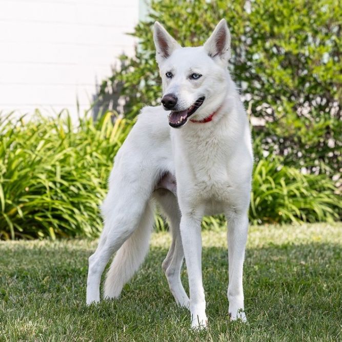 Balto