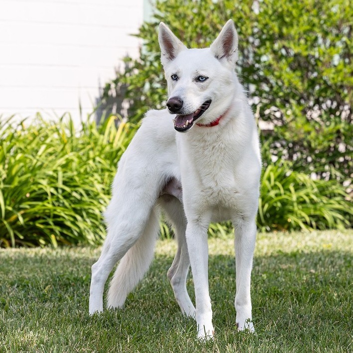 Balto 1