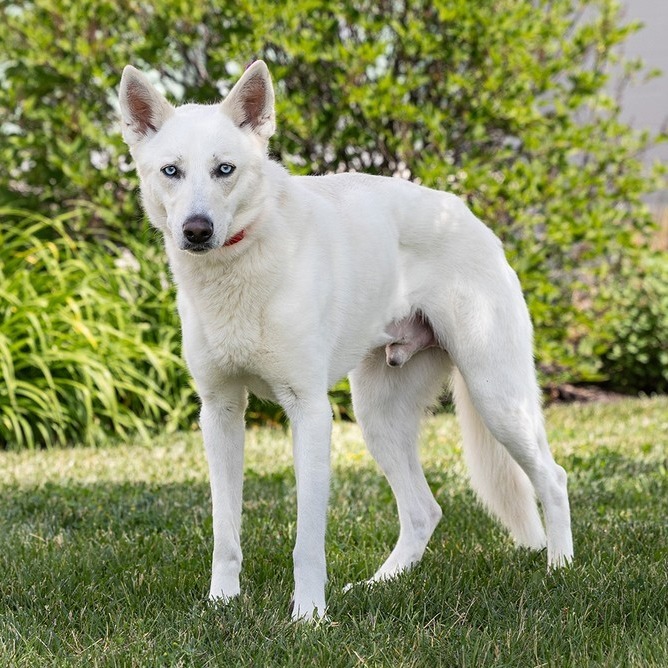 Balto 2