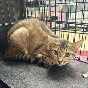 Cheyenne -Petsense Eureka, Young Female Domestic Short Hair