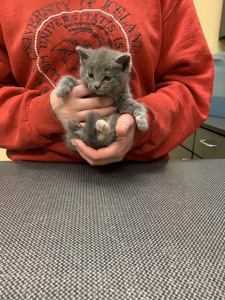 Dryer Lint