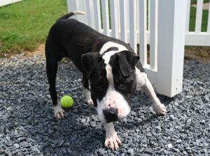 Diesel, Young Male Pit Bull Terrier