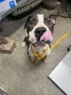 Diesel photo 2