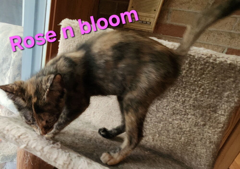 Rose n Bloom 7089