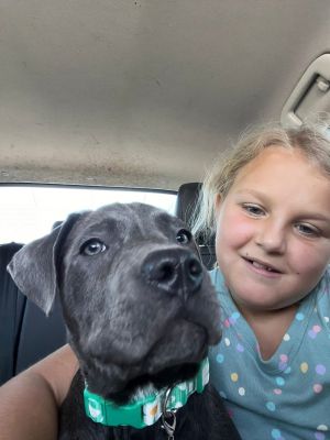 Roux, Baby Female Cane Corso