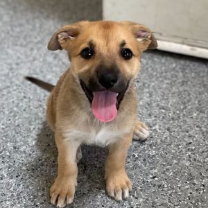 Hi My name is Blondie and Im at the Santa Barbara Campus Im a 2 month old female Shepherd mix