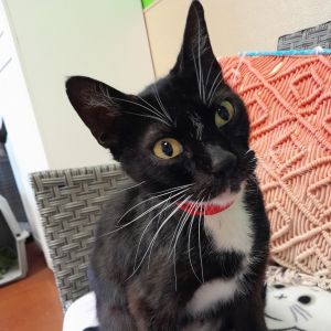 Hi there My name is Kimono and Im at the Santa Maria Campus Im a 1 year old female Domestic