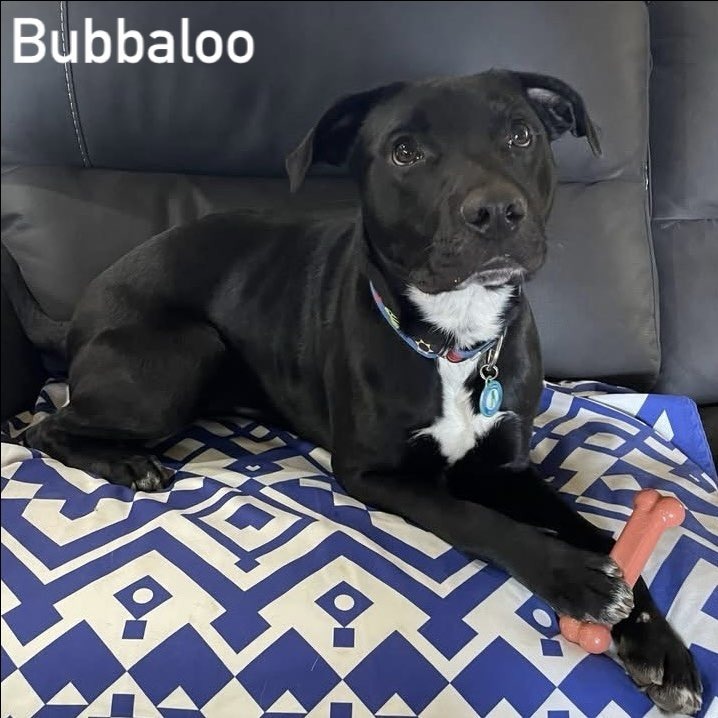 Bubbaloo