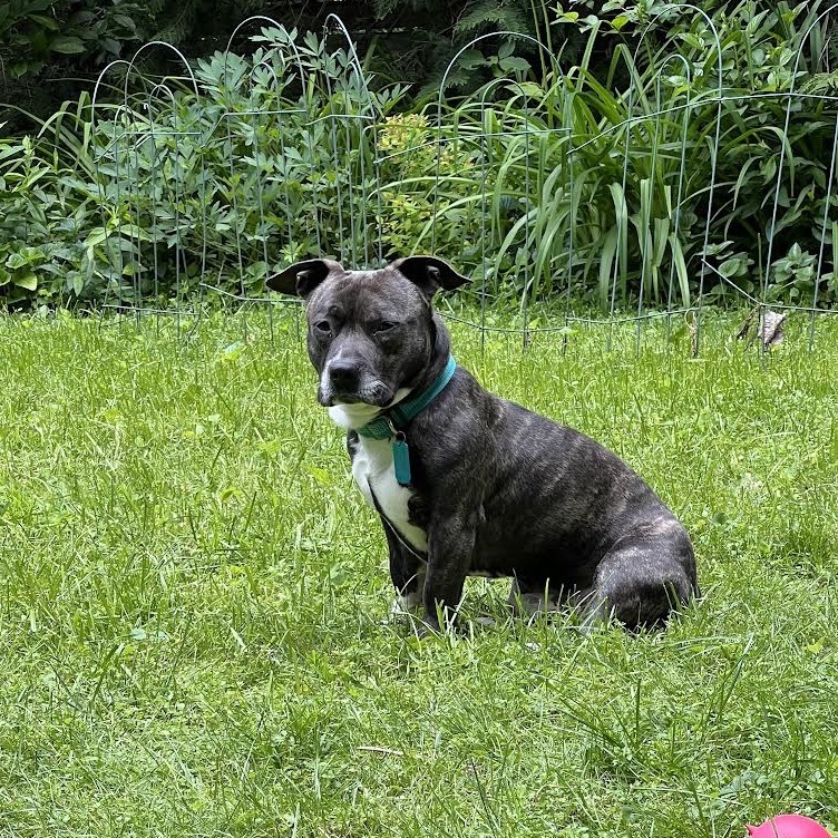 Atlas