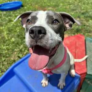 Diamond, Young Female American Staffordshire Terrier