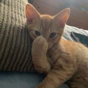 Simba, Baby Male Persian