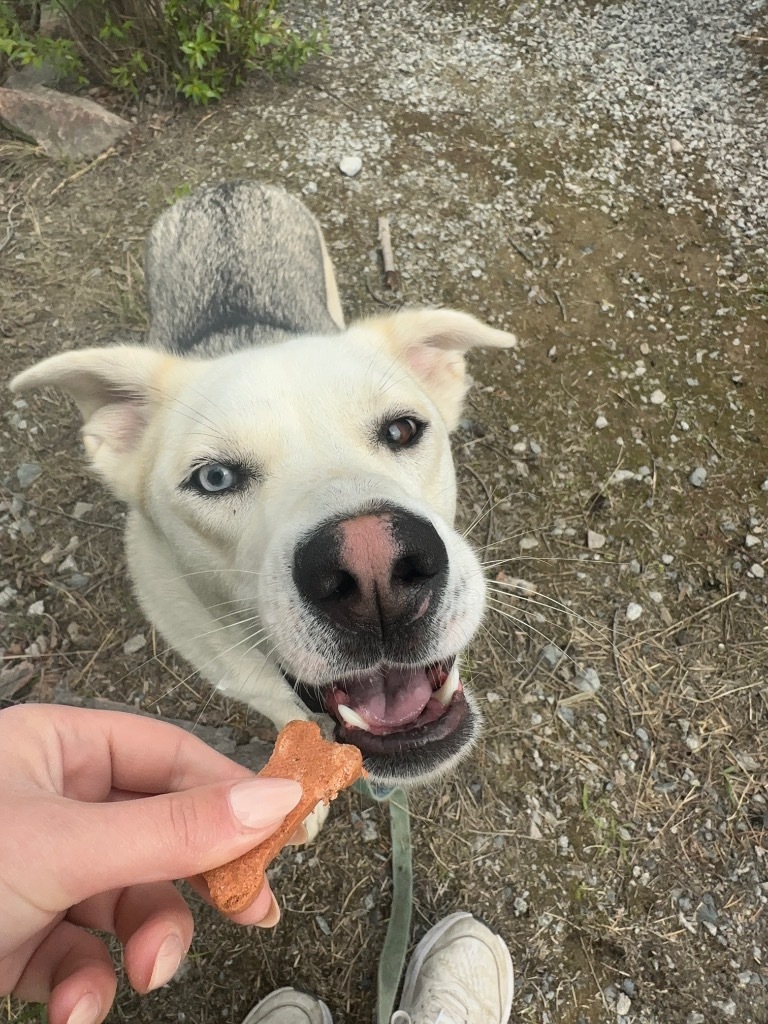 Cooper