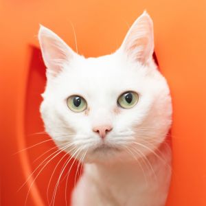 Grace, Senior Female Domestic Short Hair