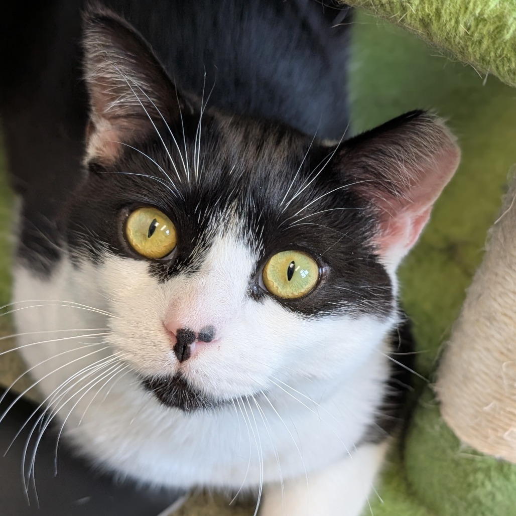 Feather, an adoptable Domestic Short Hair in Thomaston, ME, 04861 | Photo Image 1