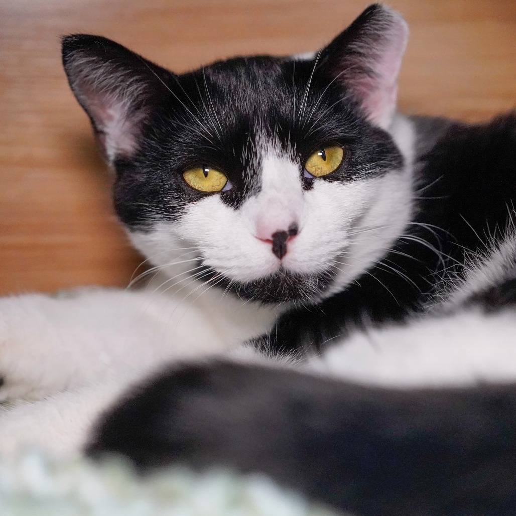 Feather, an adoptable Domestic Short Hair in Thomaston, ME, 04861 | Photo Image 2