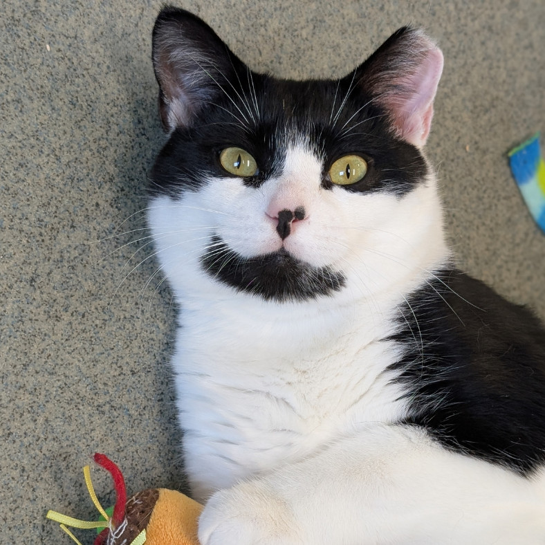 Feather, an adoptable Domestic Short Hair in Thomaston, ME, 04861 | Photo Image 3