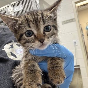 Sage, Baby Female Domestic Short Hair