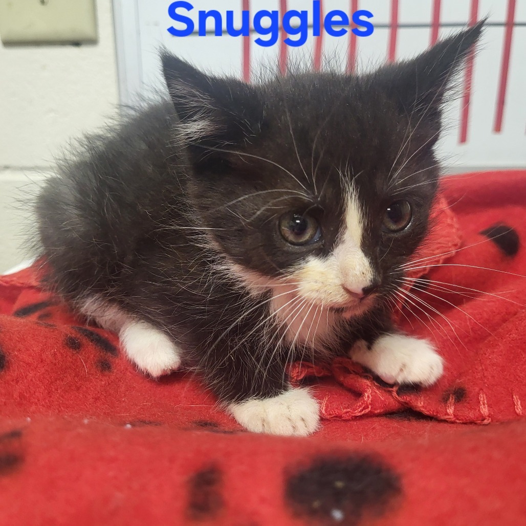 Snuggles