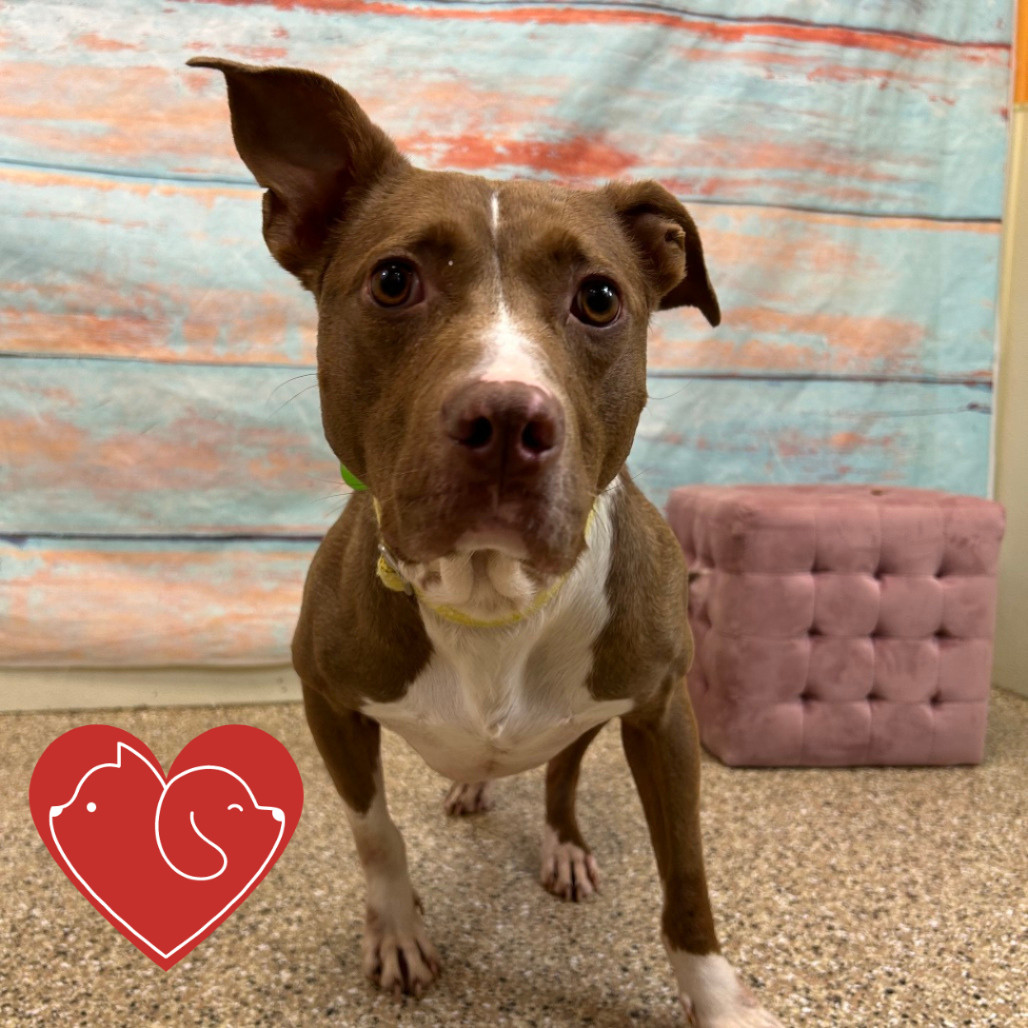 Nebula, an adoptable Mixed Breed in Cheyenne, WY, 82007 | Photo Image 1