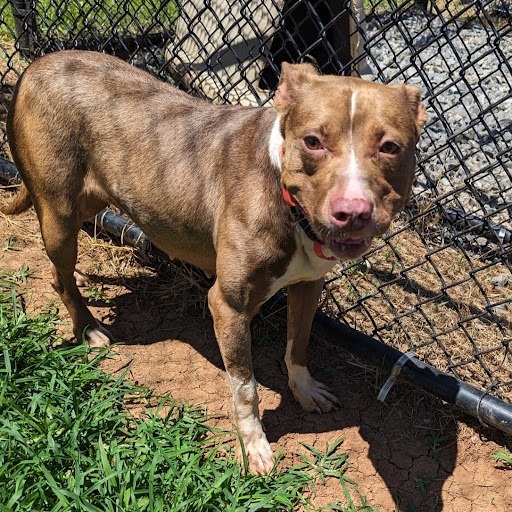 Nebula, an adoptable Mixed Breed in Cheyenne, WY, 82007 | Photo Image 2