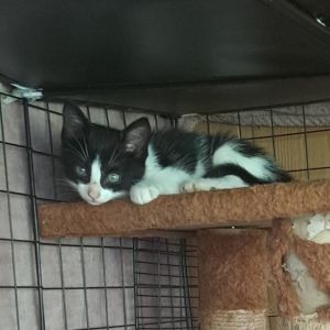 Kukui, Baby Male Domestic Short Hair