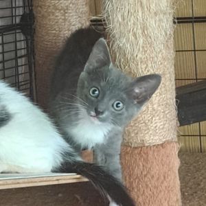 Mahina, Baby Female Domestic Short Hair