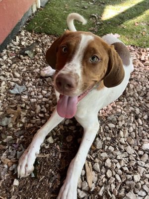 Jerry, Young Male Terrier