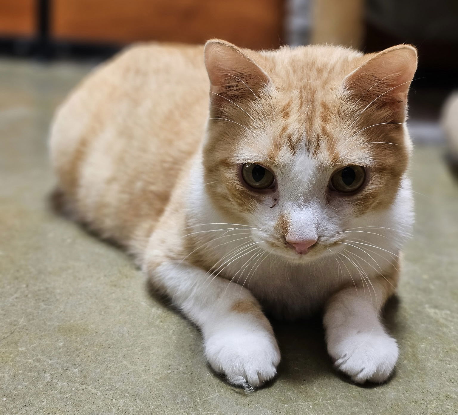 Marmalade
