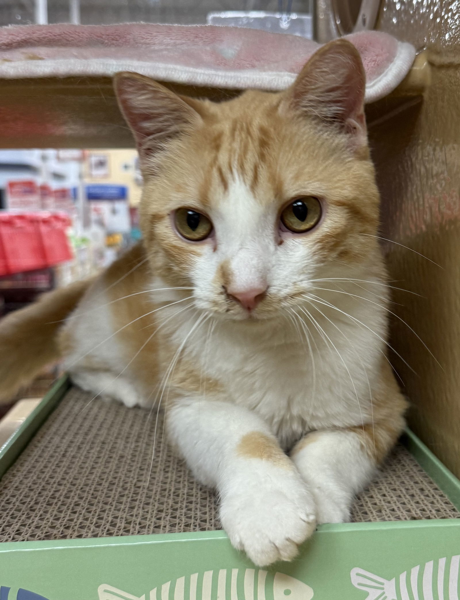 Marmalade