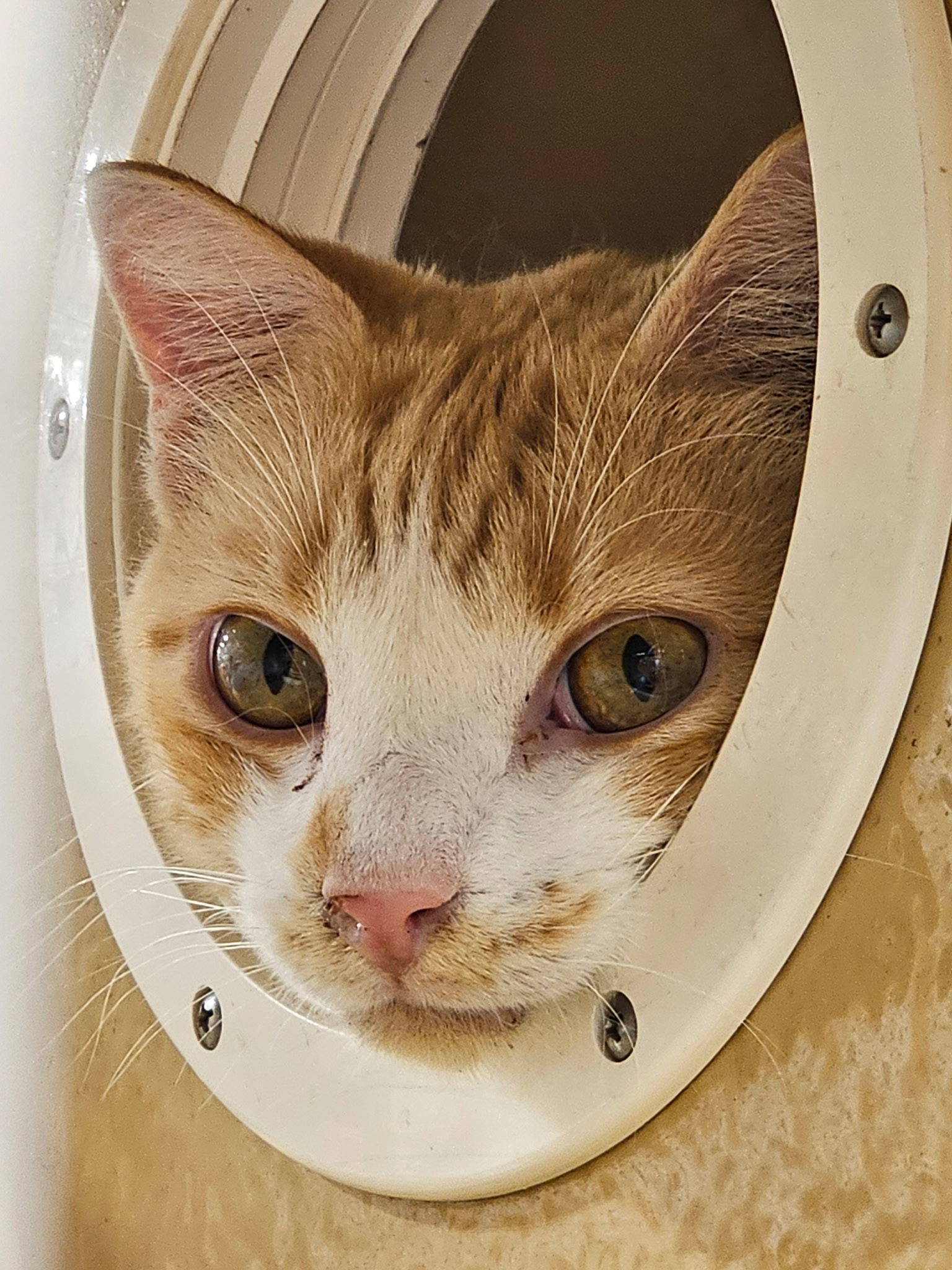 Marmalade