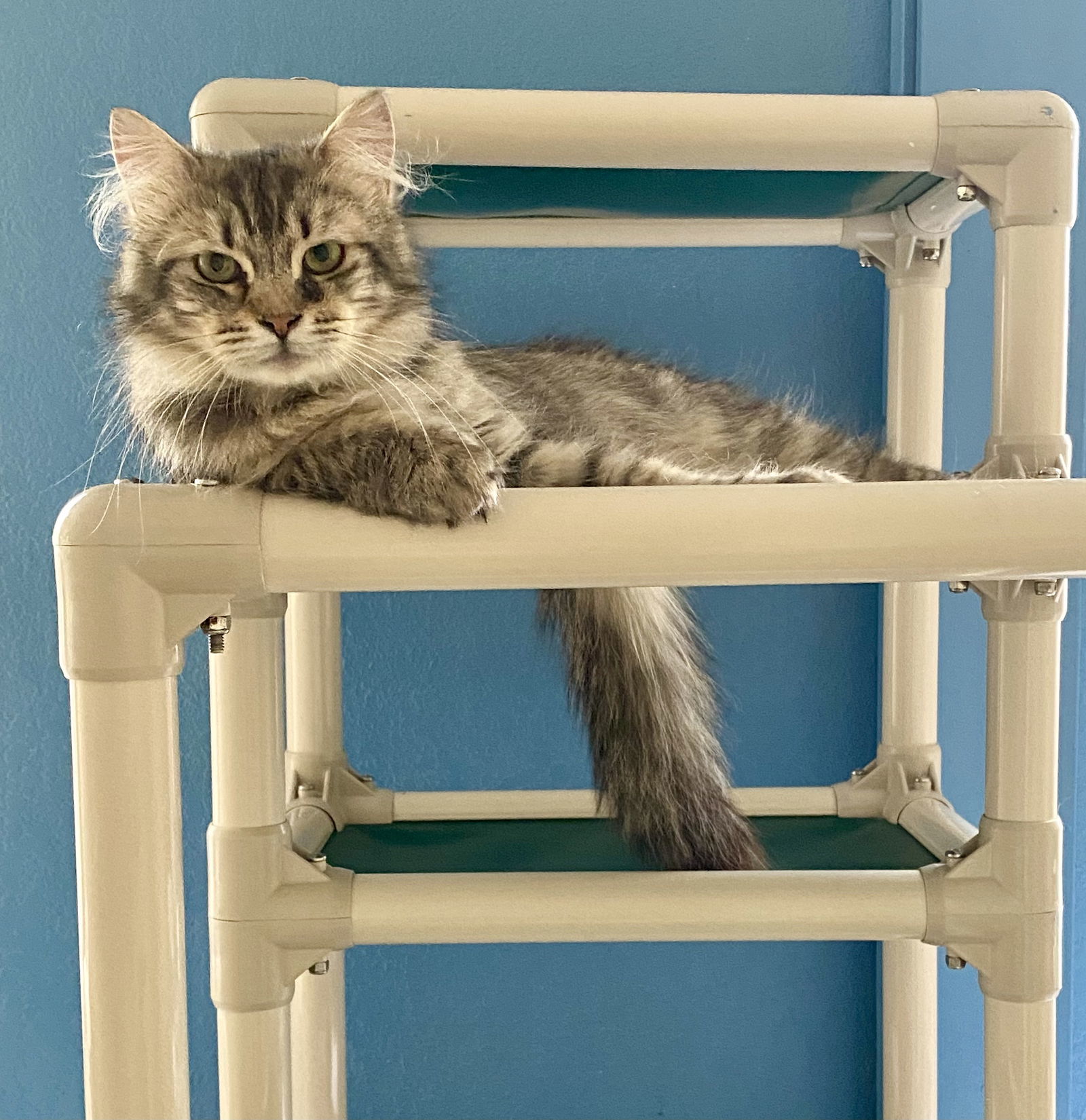 Wesley, an adoptable Domestic Long Hair, Tabby in Fargo, ND, 58103 | Photo Image 1