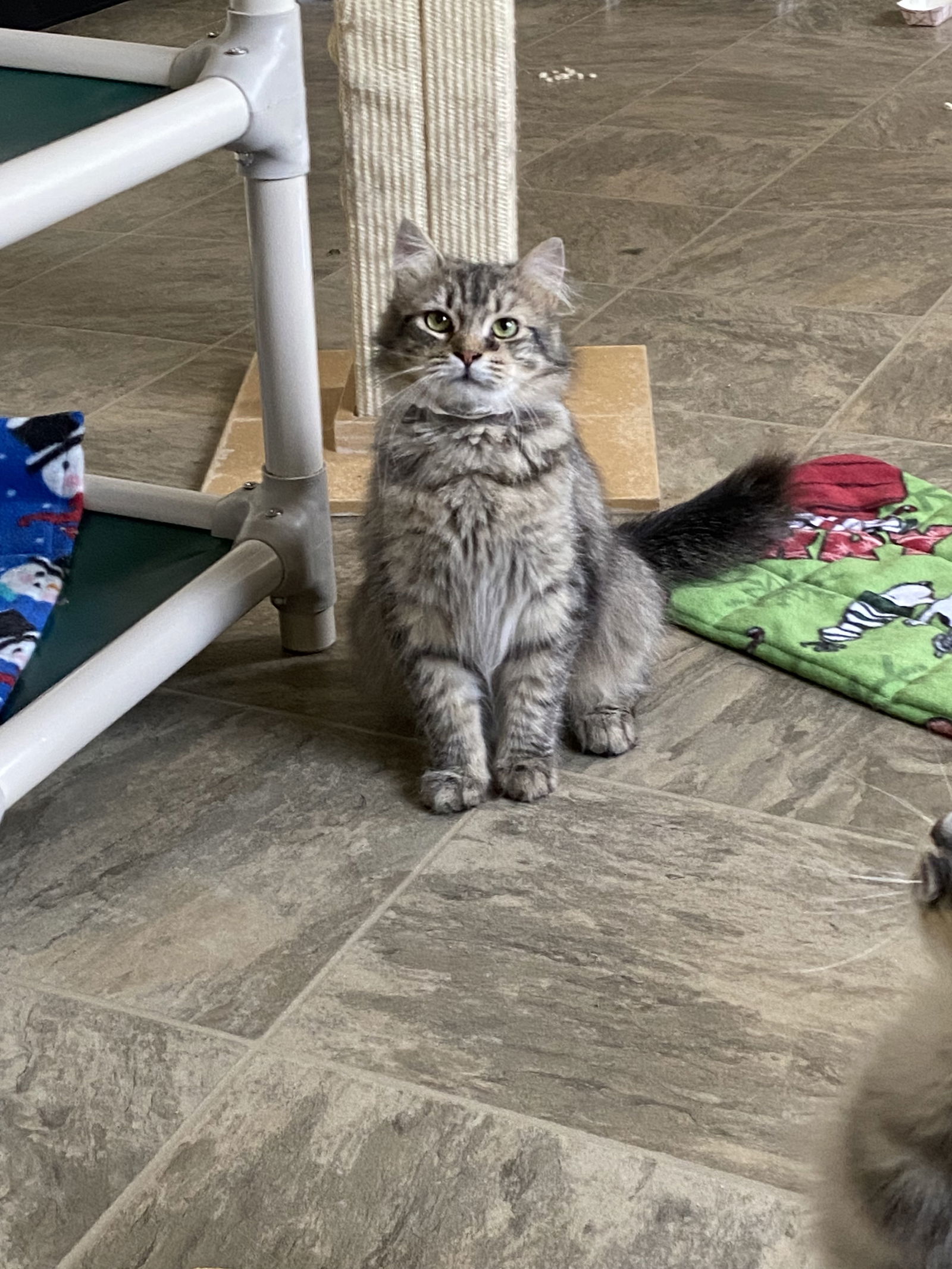 Wesley, an adoptable Domestic Long Hair, Tabby in Fargo, ND, 58103 | Photo Image 2