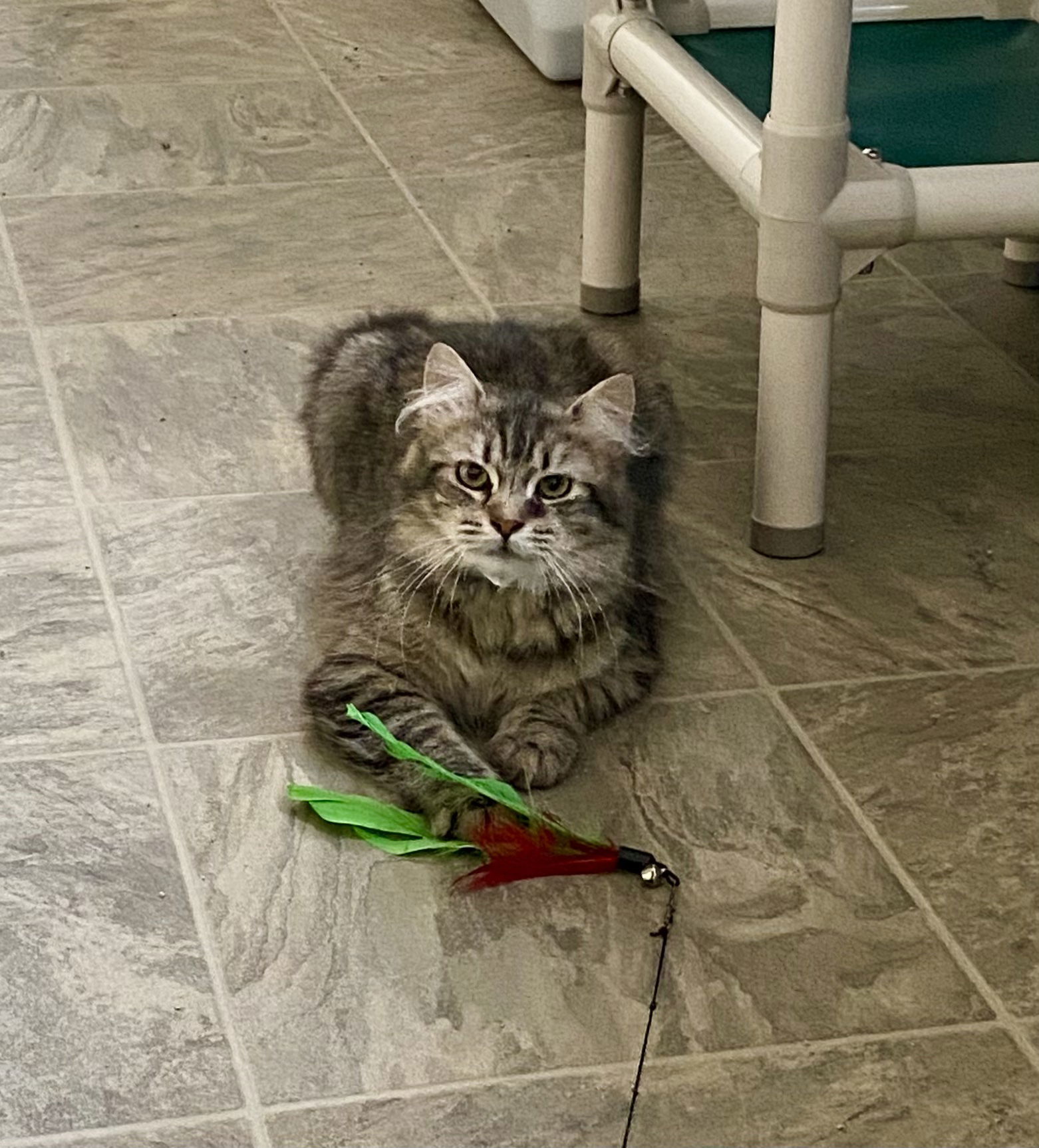 Wesley, an adoptable Domestic Long Hair, Tabby in Fargo, ND, 58103 | Photo Image 3
