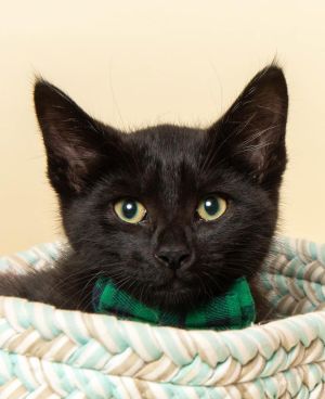 Rex, Baby Male Domestic Short Hair