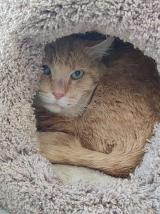 Yuuki, an adoptable Domestic Short Hair in Gwinn, MI, 49841 | Photo Image 1