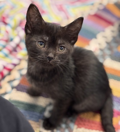 Amelia, an adoptable Domestic Short Hair in Gwinn, MI, 49841 | Photo Image 1
