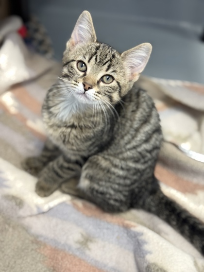 Sparrow, an adoptable Domestic Short Hair in Gwinn, MI, 49841 | Photo Image 1