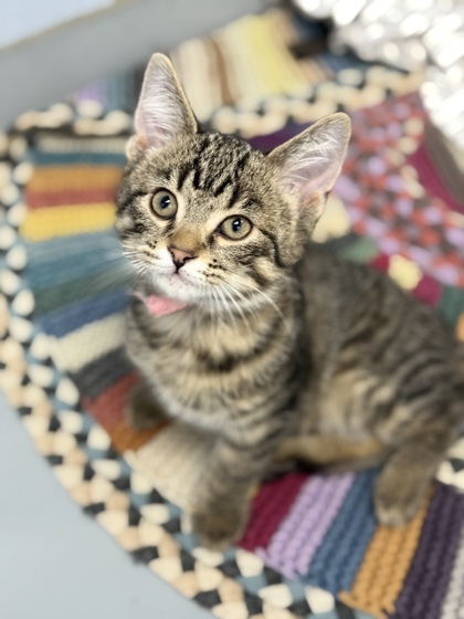 Chickadee, an adoptable Domestic Short Hair in Gwinn, MI, 49841 | Photo Image 1