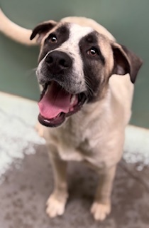 Anna, Adult Female Anatolian Shepherd