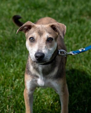 Tiny Turbo, Baby Male Mixed Breed