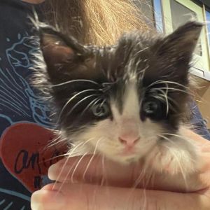 Miles, Young Male Domestic Medium Hair