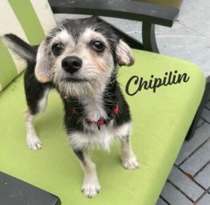 Chipilin #happy-go-lucky Yorkshire Terrier Dog