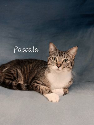 GREAT COMPANION DOB 4619 Pascala is a distinguished British shorthair lady with plush blue-gray fu