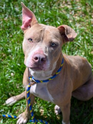 Mauv is a super sweet 4 year old who loves rolling around in the grass and basking in the sunshine