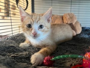 Arlo, Baby Male Domestic Short Hair