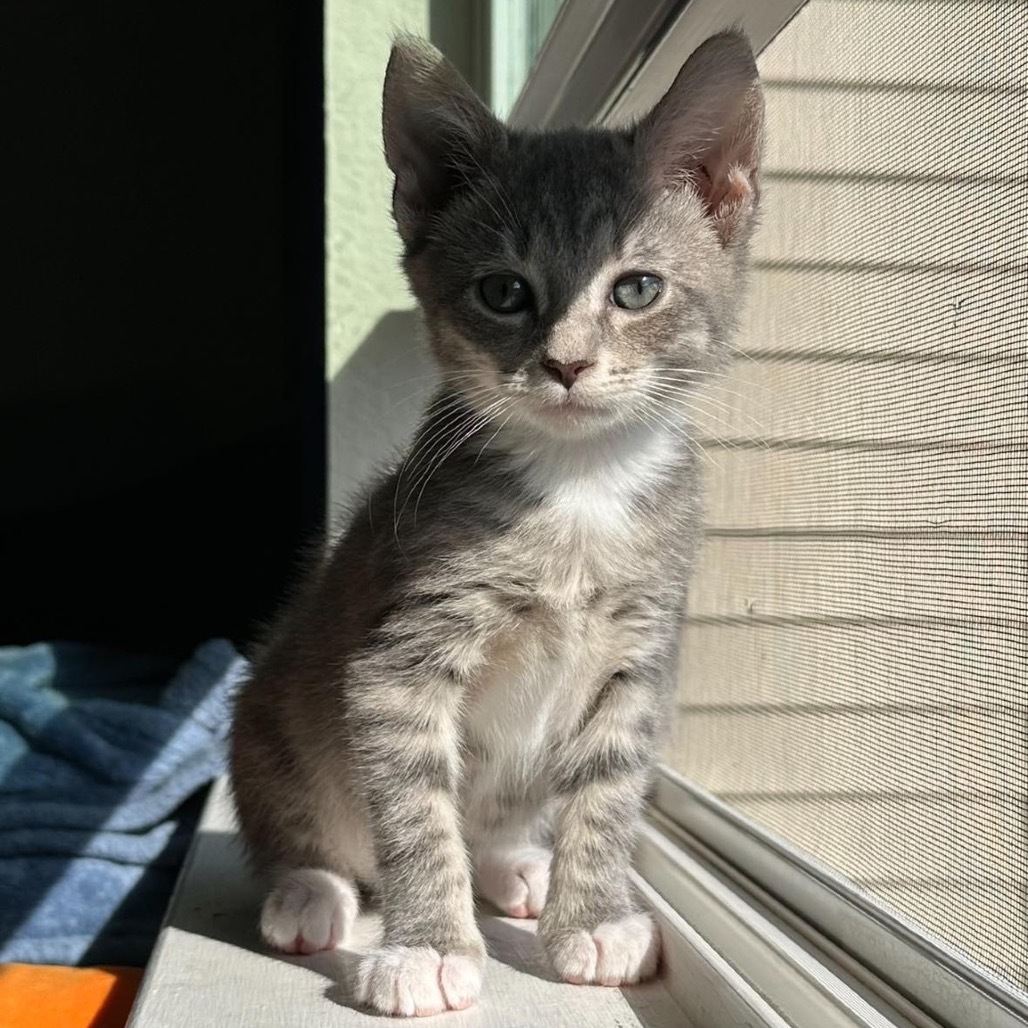 Dorian